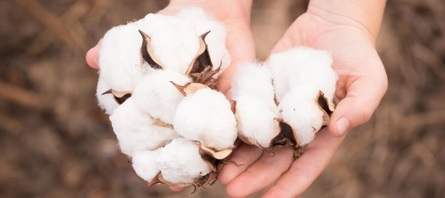 Cotton Yarn-1